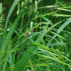 ECOstyle Aaltjes Tegen Rupsen Buxusmot -Groen Verkoop image 118