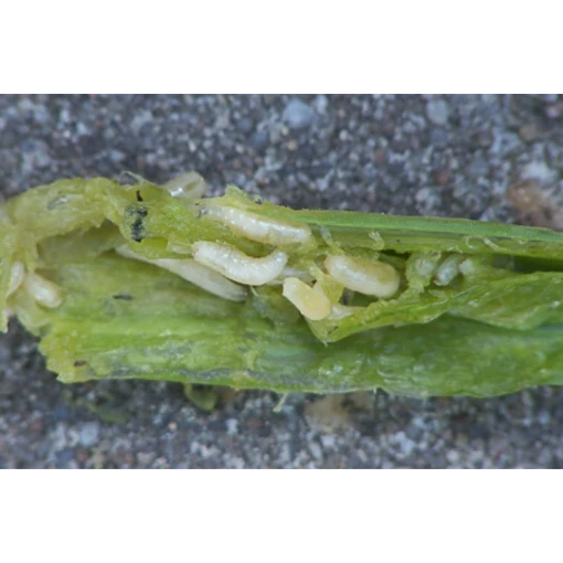 ECOstyle Aaltjes Tegen Larven Wortel-/preivlieg -Groen Verkoop image 271