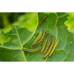 ECOstyle Aaltjes Tegen Rupsen -Groen Verkoop image 301