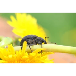 ECOstyle Aaltjes Val Tegen Taxuskever -Groen Verkoop image 315